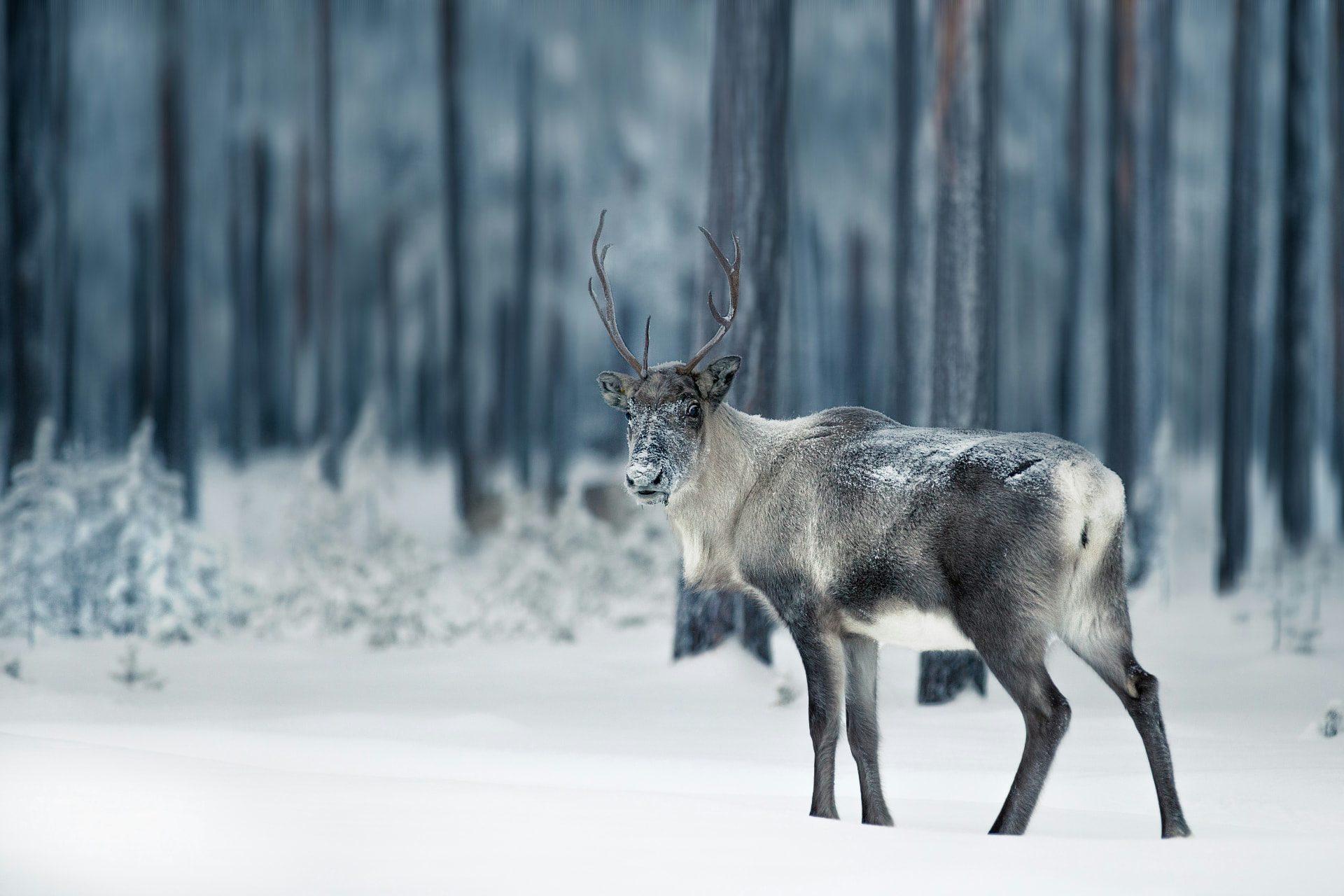 A reindeer standing in a snowy Lapland forest.
